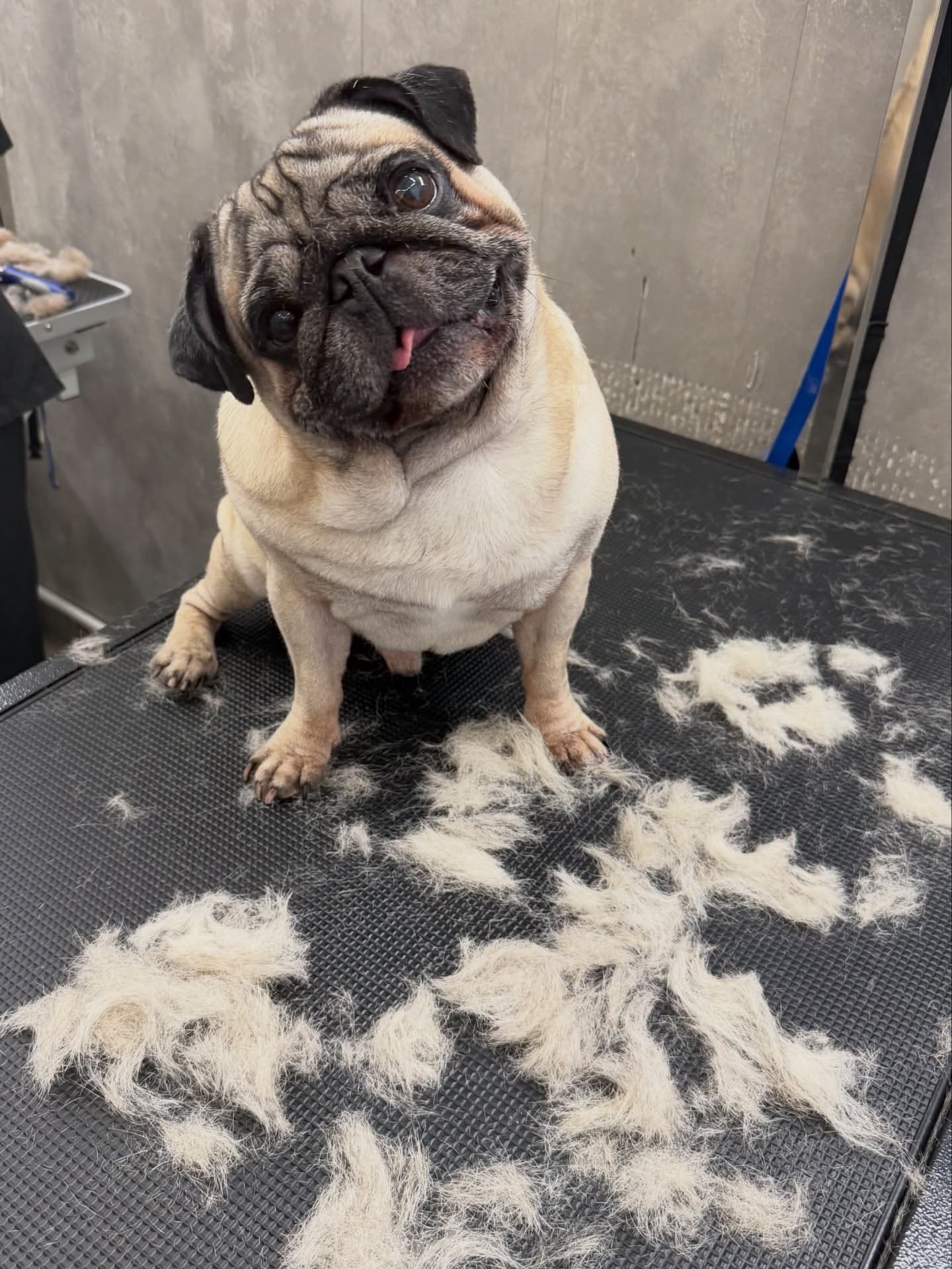 Mops
