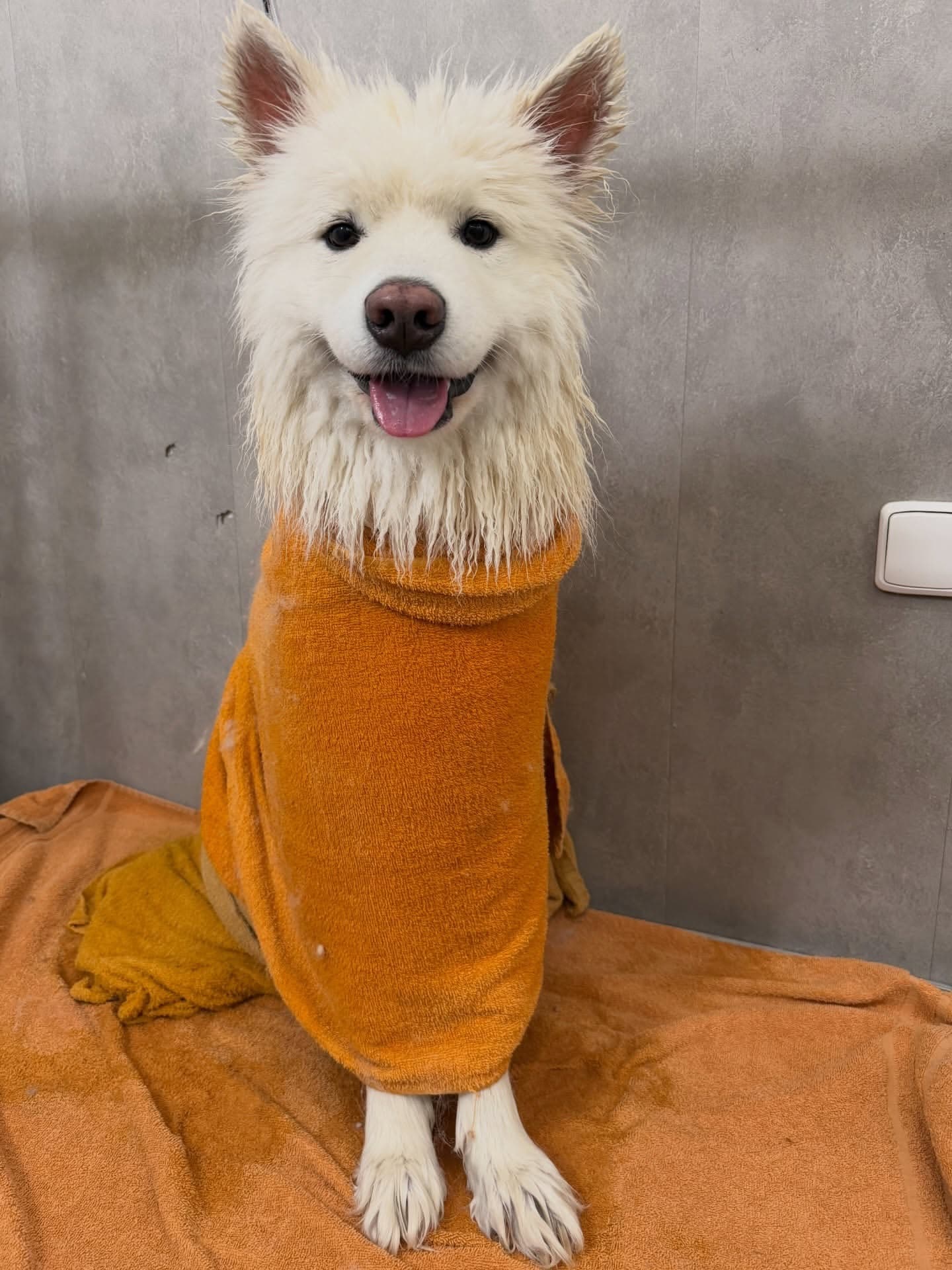 Samojed