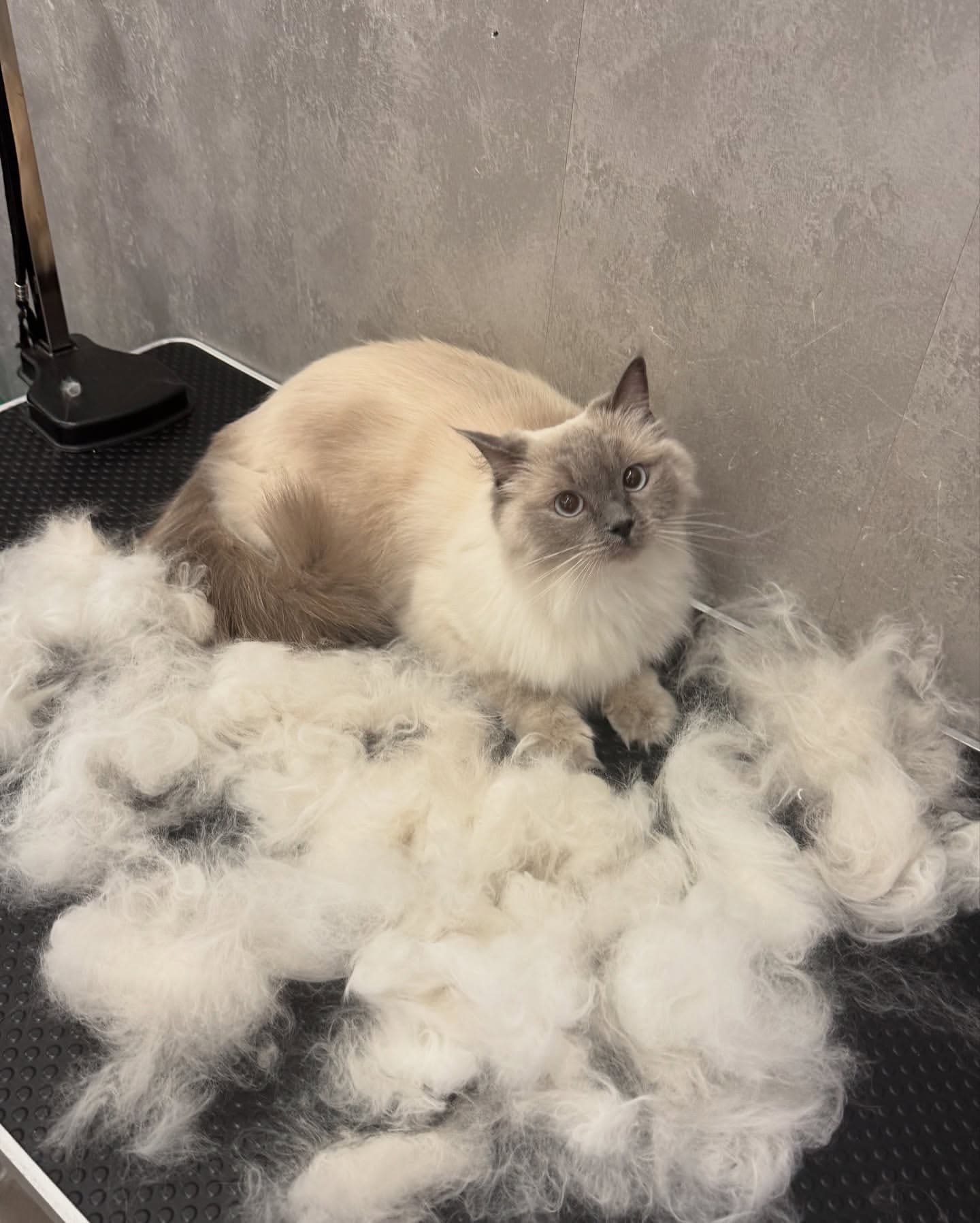 Ragdoll