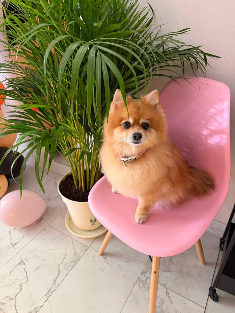 Pomeranian na růžové židli v salonu