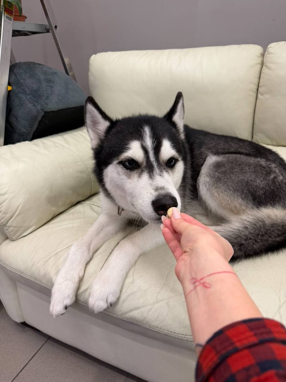 Husky na gauči po úpravě