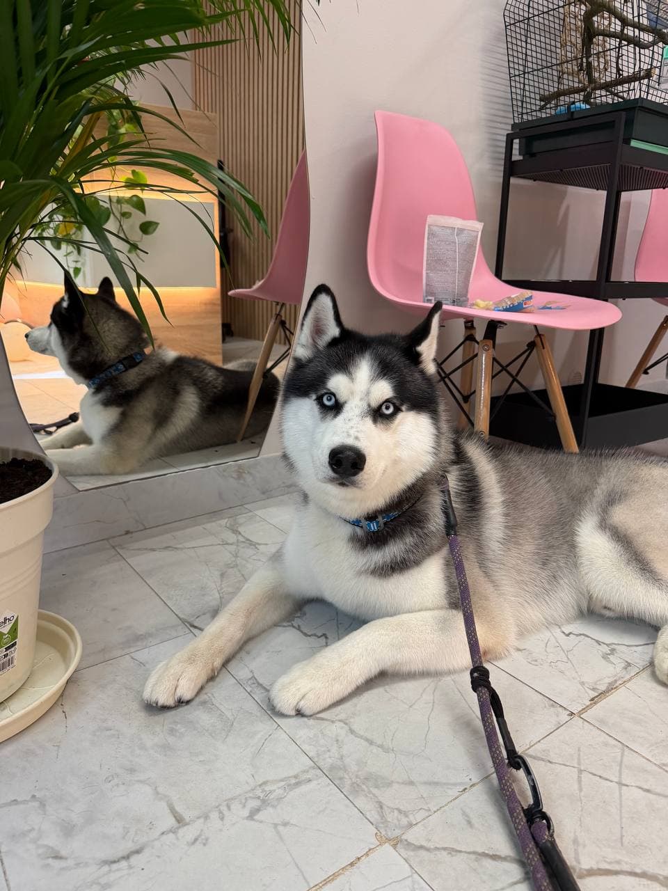 Husky odpočívající na podlaze salonu