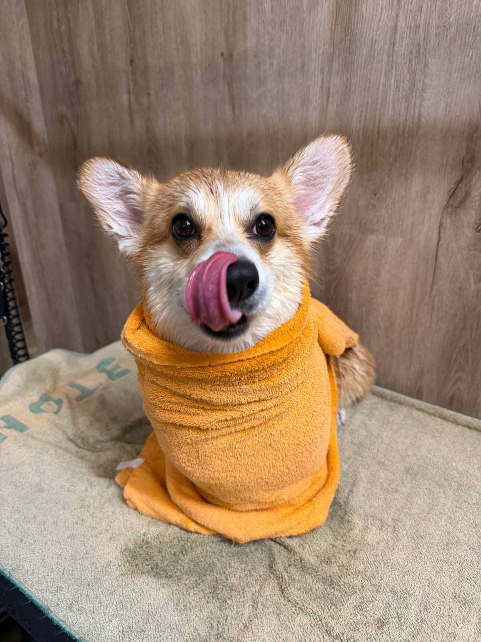 Corgi zabalený v ručníku po koupeli