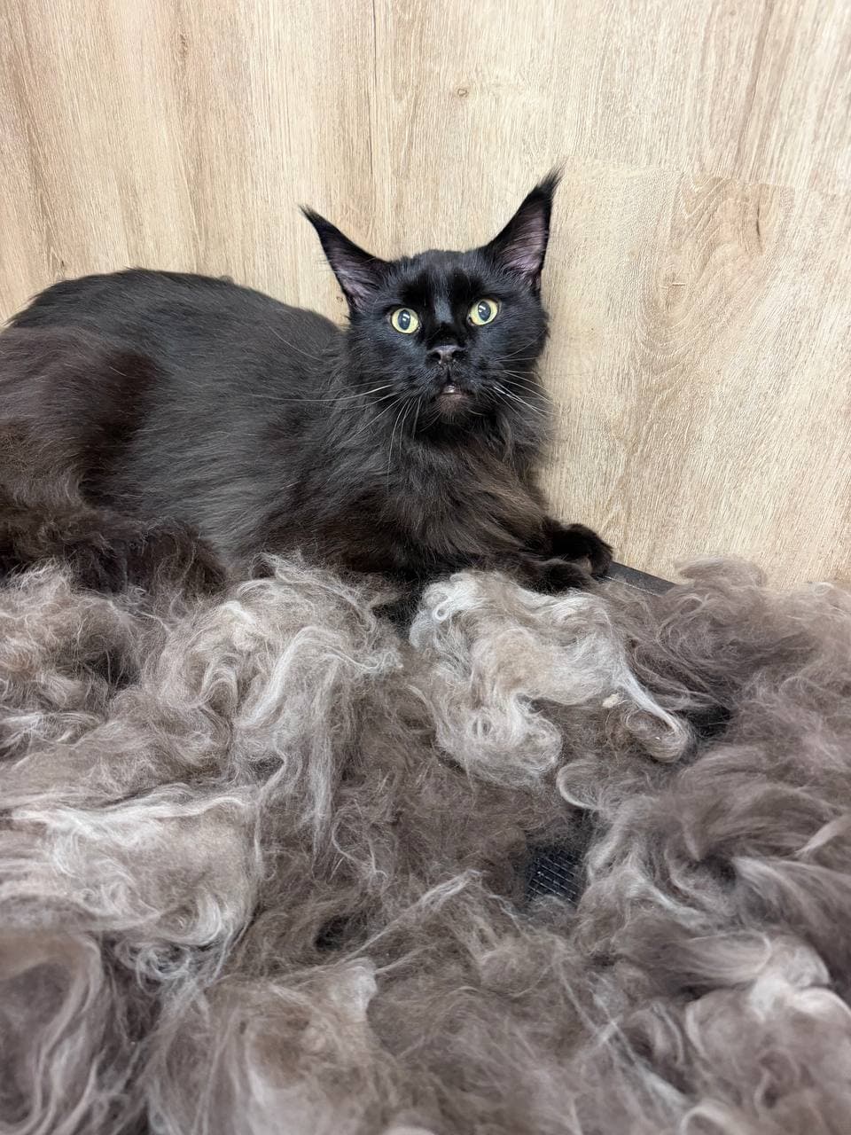 Černá kočka maine coon po vyčesání, obklopená odstraněnou srstí
