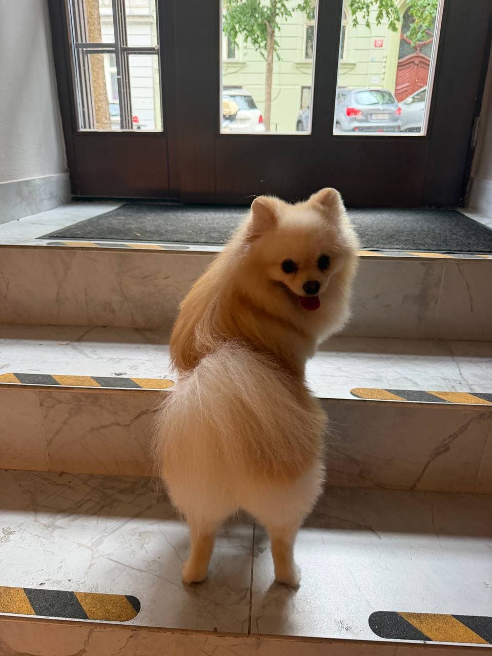 Pomeranian na schodech před vchodem do salonu