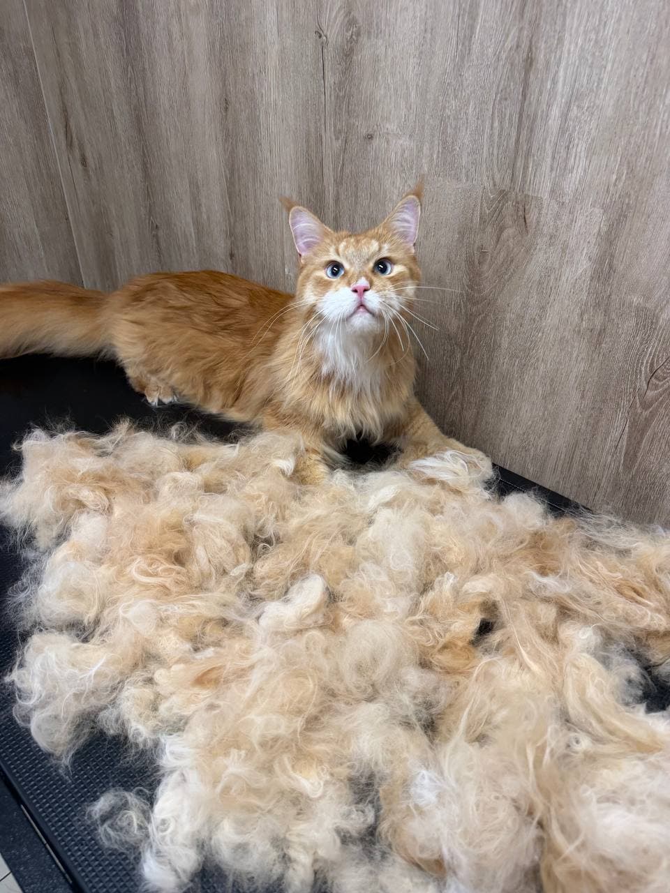 Zrzavá kočka maine coon po vyčesání, obklopená odstraněnou srstí